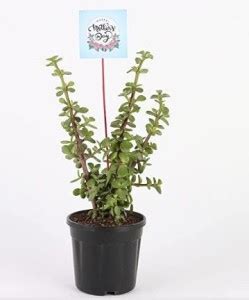 Gabbro Jade Plant Price in India - Buy Gabbro Jade Plant online at ...