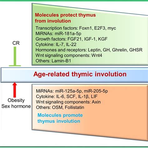 Image result for What Is Thymic Involution