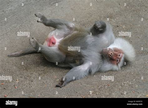 AFV Zoo Animals 的图像结果