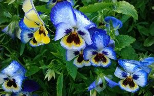 Nature Sticker Poster|Garden Decorative Wall Sticker For Decoration ...