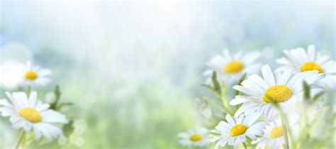 Image result for Springfree