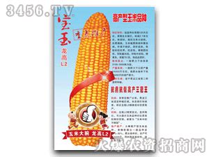 联创839玉米品种介绍 | 农人网