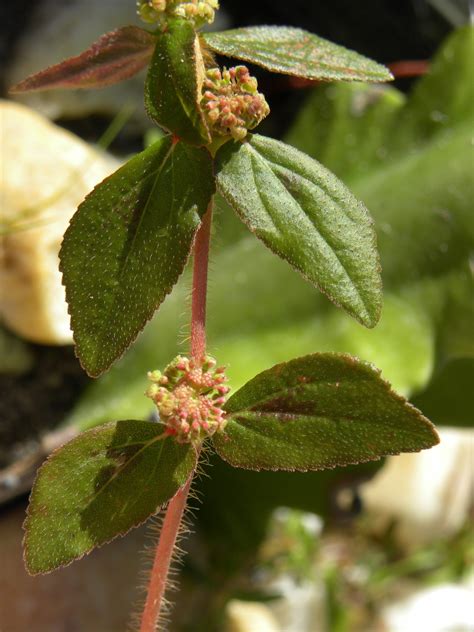 https://levypreserve.org/wp-content/uploads/2024/04/Euphorbia-hirta-leaves-and-inflorescence-1-scaled.jpg