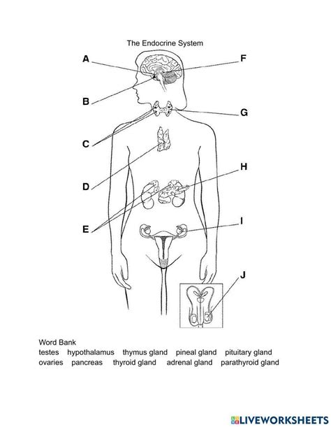 Image result for Endocrine System Worksheet Answers