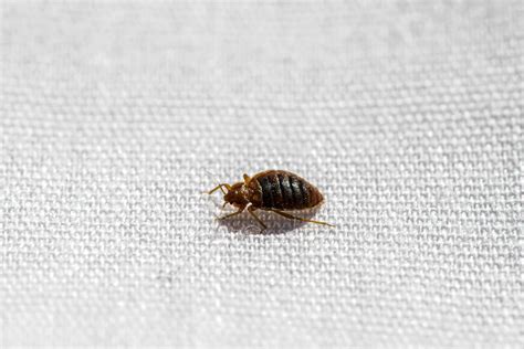 Small Bugs in Bathroom: Identification, Prevention, and Control