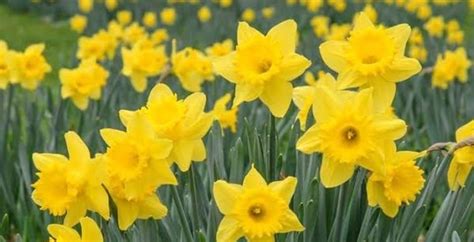 Daffodil Day parkrun, Innes Common, Hamilton Lake, 23 August 2025 ...