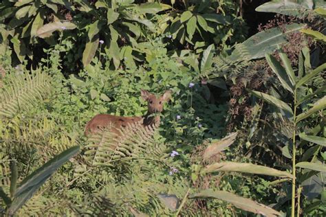Assam: How growth of weeds alien to India is wrecking rhino habitats