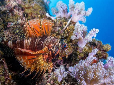 OCEAN SPIRIT DIVE CENTER (2025) All You Need to Know BEFORE You Go ...