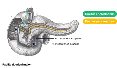 Bauchspeicheldrüse (Pancreas) - Anatomie - Medi Know