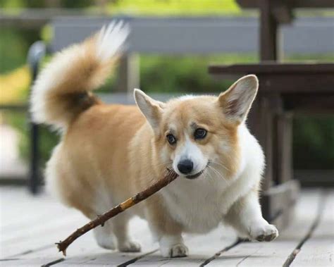 Why Are Corgis Tail Docked? Historical Tradition or Aesthetic ...
