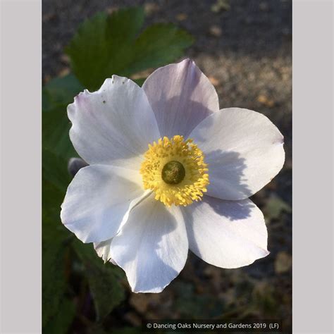 Anemone 'Elfin Swan', Windflower – Dancing Oaks Nursery and Gardens