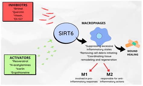 The Role of Increased Expression of Sirtuin 6 in the Prevention of ...