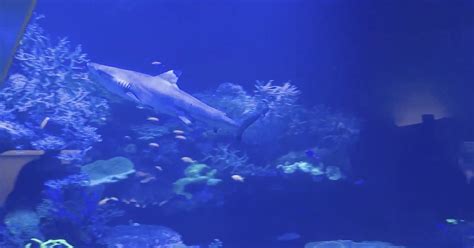 Neuer Bewohner: Hai Amadeus zieht bei Karla ein | Baden TV