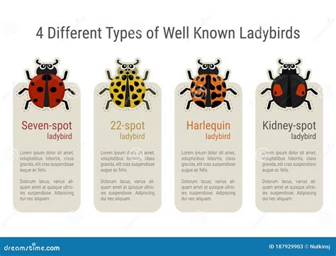 Different Types of Ladybugs Infographic Stock Vector - Illustration of ...
