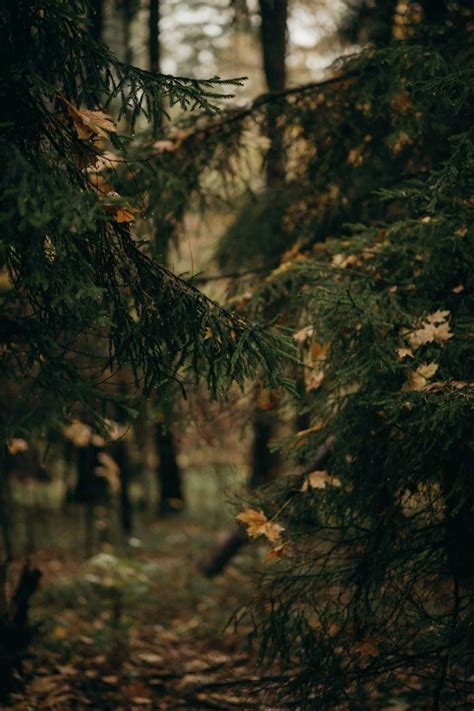 Grounded in Growth: A Free Weekly Nature Walk with Midwife Kara Mears ...