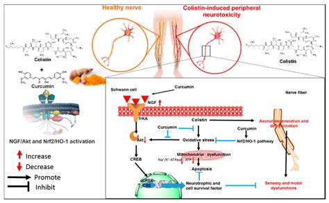 Polymyxins–Curcumin Combination Antimicrobial Therapy: Safety ...