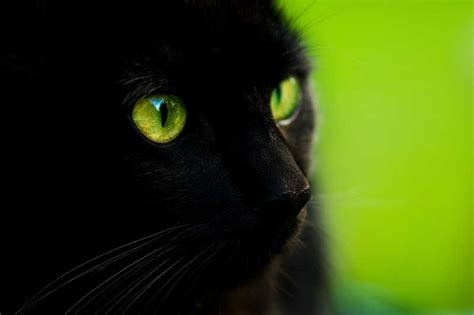中华田园黑猫与孟买猫的区别有哪些？ - 知乎
