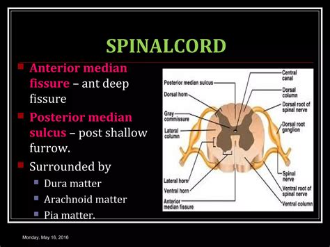 MOTOR SYSTEM SPINAL CORD | PPT