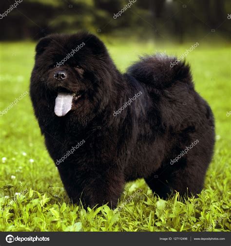 Cute Black Chow Chow Puppies