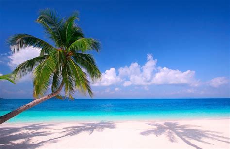 Image result for Beach Python Code