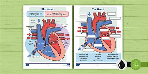 Human Body: Parts of the Heart Labelling Activity