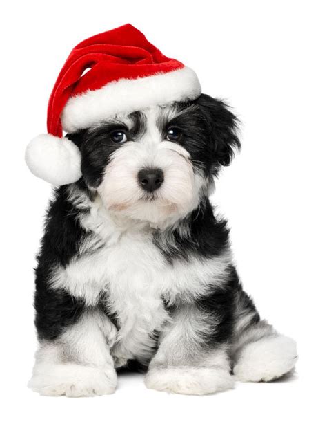 圣诞节小狗 库存图片. 图片 包括有 奇瓦瓦狗, 冬天, 存在, 宠物, 小狗, 礼品, 逗人喜爱, 圣诞节 - 22027341