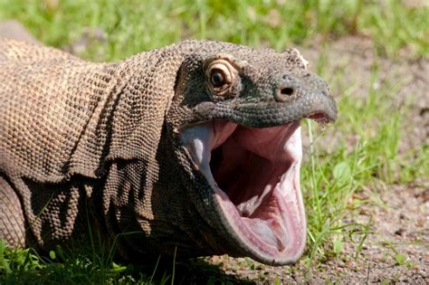 Komodo Dragon | The Biggest Animals Kingdom