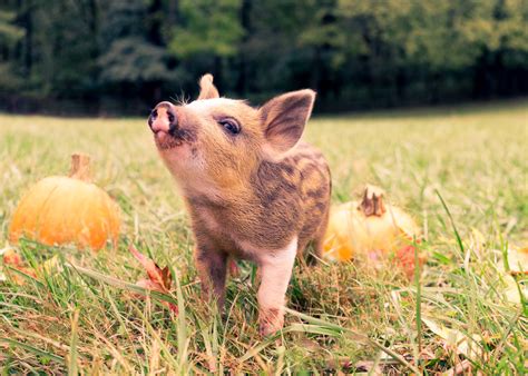 Poplar Spring Animal Sanctuary