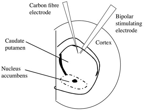 A Role for Adenosine A1 Receptors in GABA and NMDA-Receptor Mediated ...