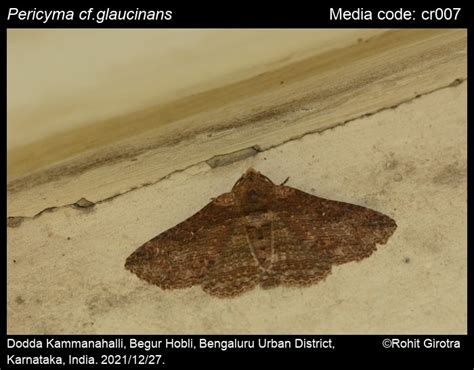 Pericyma glaucinans (Guenée, 1852) - | Moths
