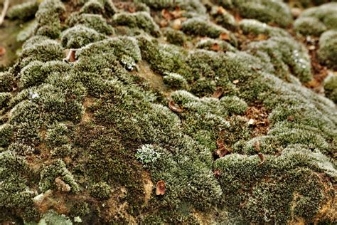 Moss And Lichens Close-up Free Stock Photo - Public Domain Pictures