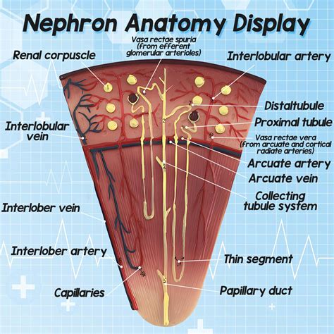 Nephron Anatomy Model Anatomy: Nephron
