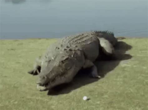 Image result for Exploding Alligator GIF