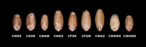 Image result for Wheat Grading Chart