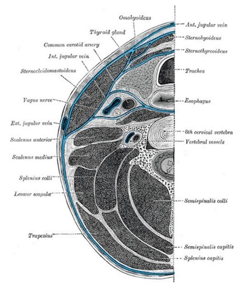 Retropharyngeal, Parapharyngeal and Peritonsillar Abscesses