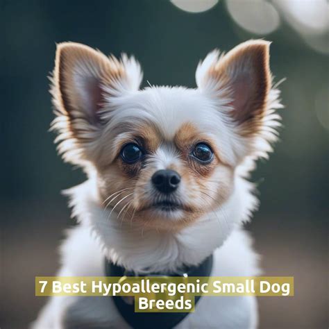 7 Best Hypoallergenic Small Dog Breeds - Pet Health Advisor