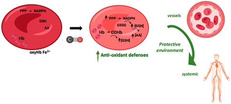 Carboxyhemoglobin (COHb): Unavoidable Bystander or Protective Player?