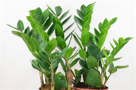 Zamioculcas (Zamioculcas zamiifolia)