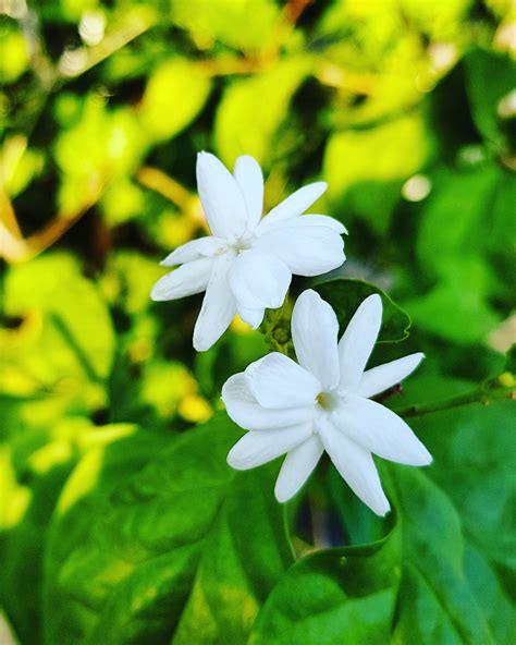 Philippine National Flower