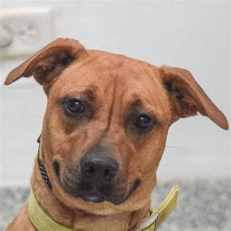 Java Animals 的图像结果