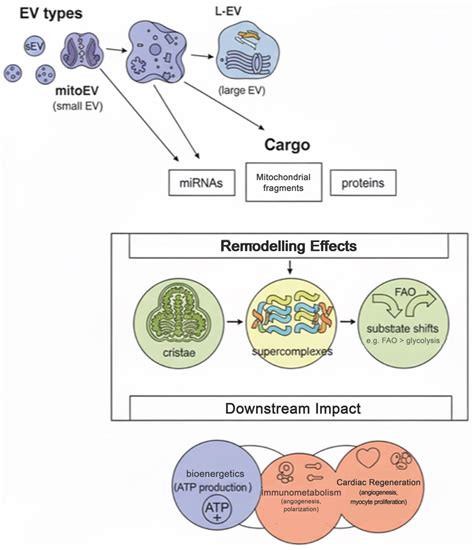 Targeting Mitochondrial Dynamics via EV Delivery in Regenerative ...