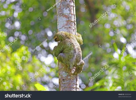 Sloth Climbing Tree 的图像结果