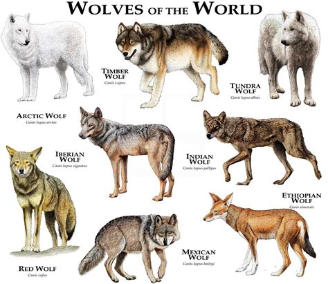 Wolves of the World Poster Print - Etsy Nederland