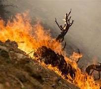 Image result for Wildfire smoke reaches Europe