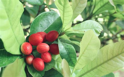 Définition | Fruit miracle - Synsepalum dulcificum - Fruit miraculeux ...