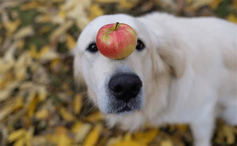 Can Dogs Eat Apples?
