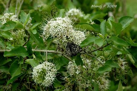 Melghat Plant Data Bank - Flora