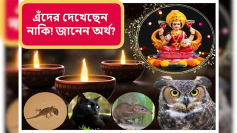 Vastu Tips: টিকটিকি, পেঁচা কিংবা ছুঁচো! দীপাবলির দিন এই ৫ প্রাণির হঠা ...