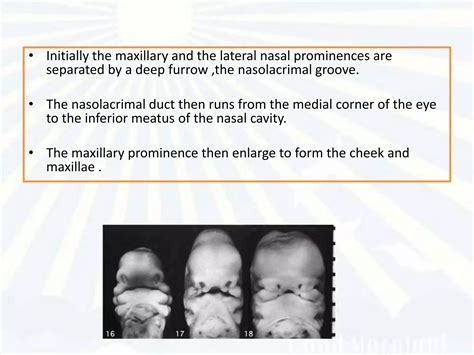 Embryonic Facial Development 的图像结果