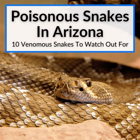 Poisonous Snakes In Arizona (10 Venomous Snakes To Watch Out For)